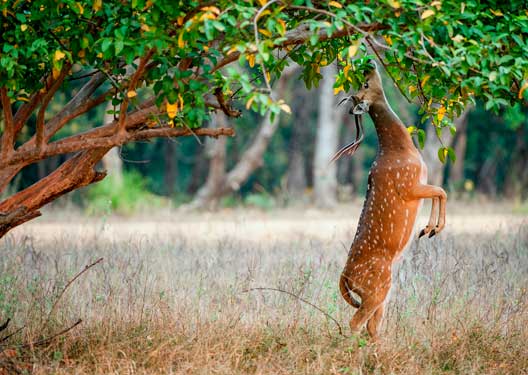 traveldilse-Remarkable Ranthambore